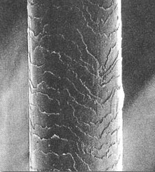 Строение волоса под микроскопом