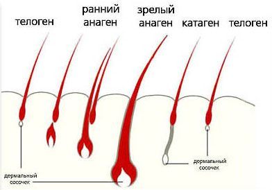 Физиология волоса